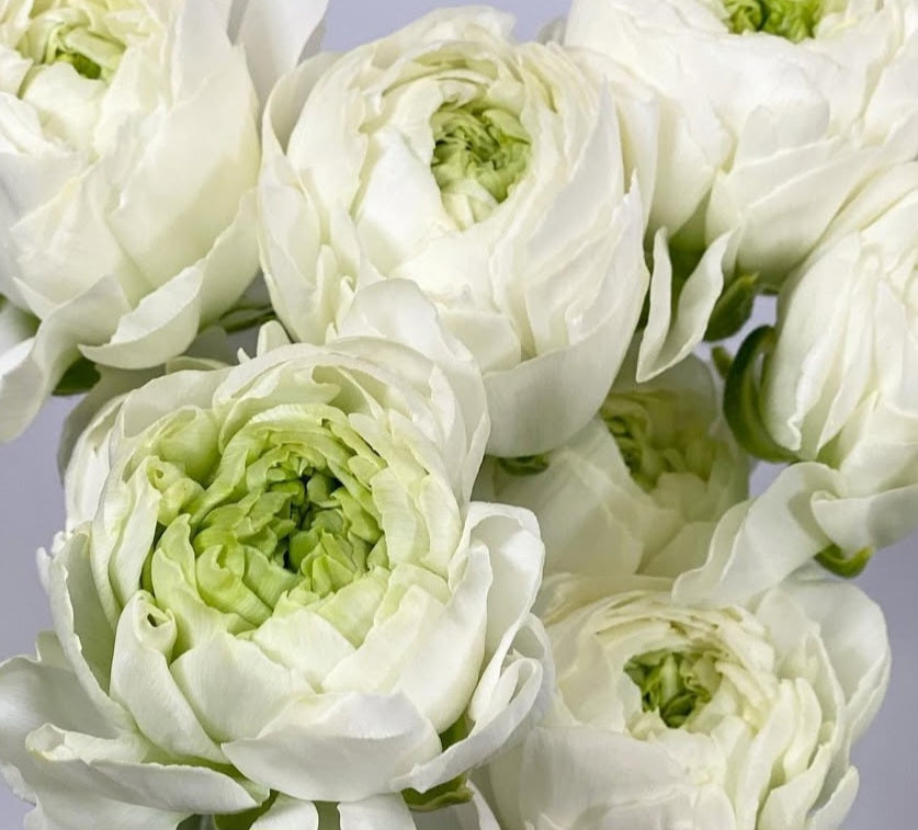 Ranunculus Japan Series Geoffrey 7 Bulbs