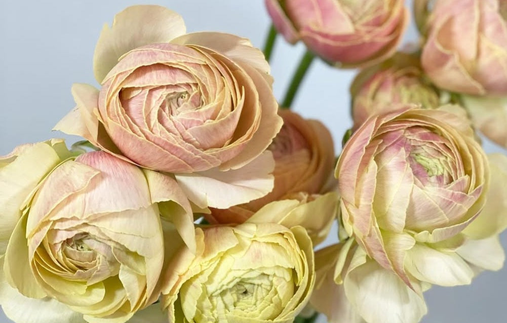 Ranunculus Japan Series Étienne 7 Bulbs