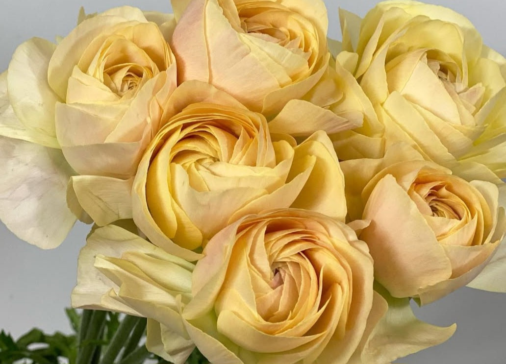 Ranunculus Japan Series Gaston 7 Bulbs