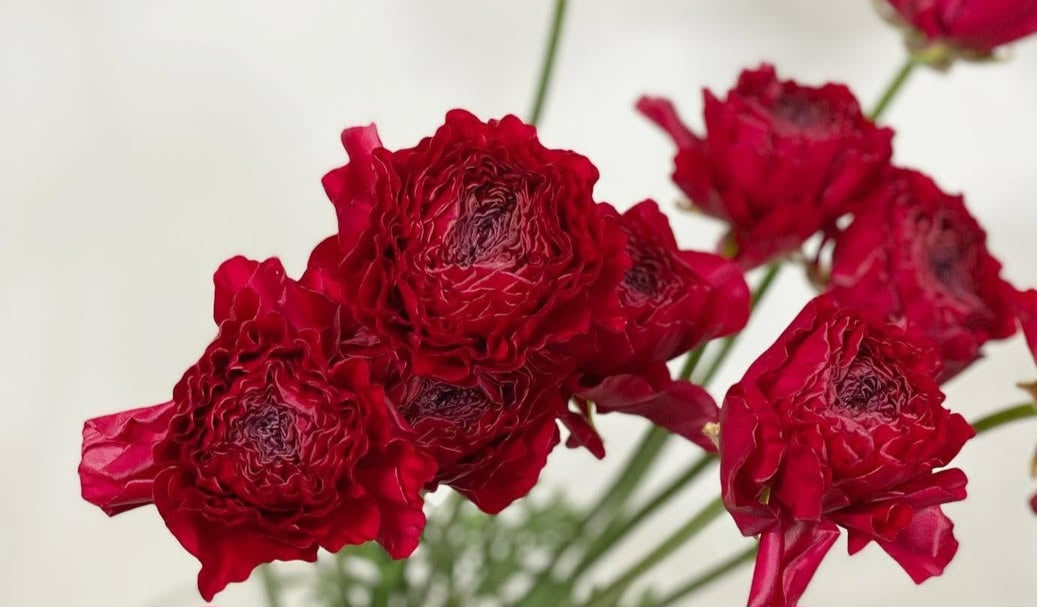 Ranunculus Japan Series René 7 Bulbs