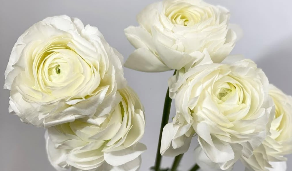Ranunculus Japan Series Tristan 7 Bulbs