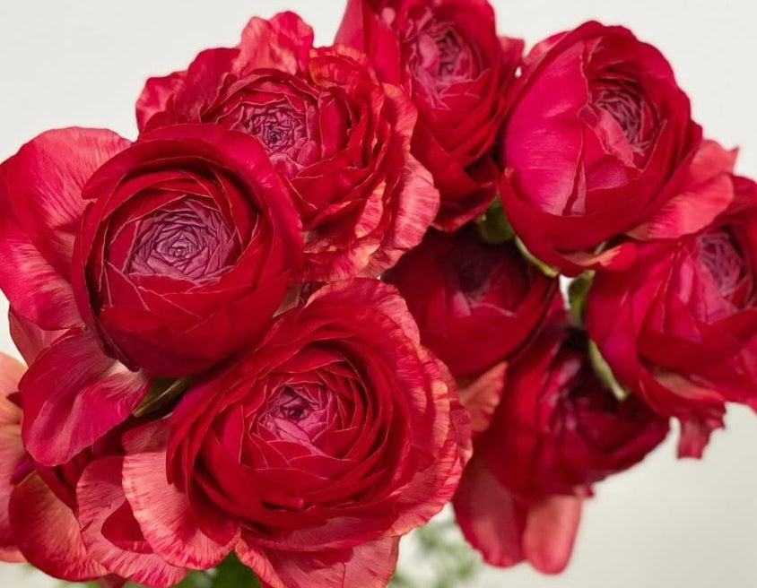 Ranunculus Japan Series Julien 7 Bulbs