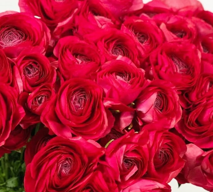 Ranunculus Japan Series Sylvestre 7 Bulbs
