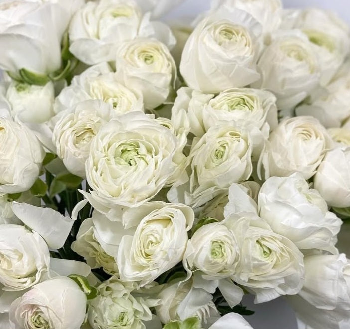 Ranunculus Japan Series Ruben 7 Bulbs