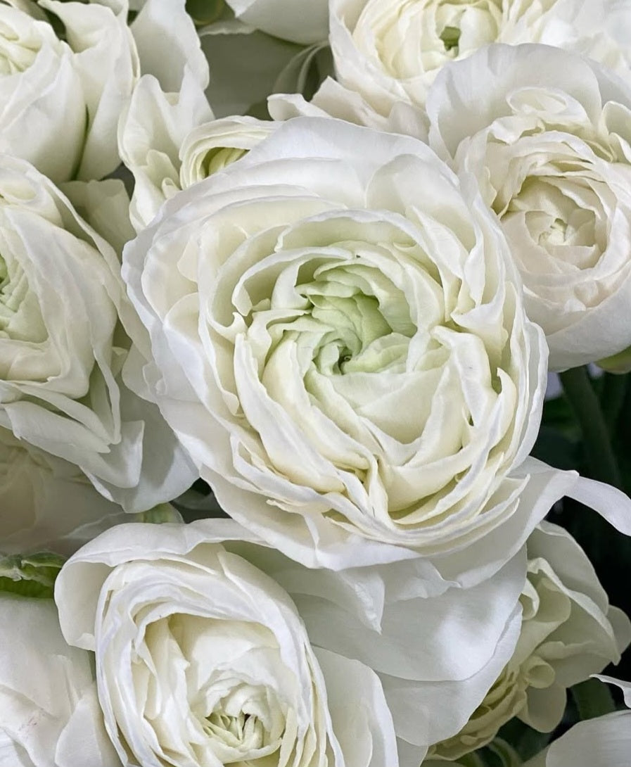 Ranunculus Japan Series Aubert 7 Bulbs