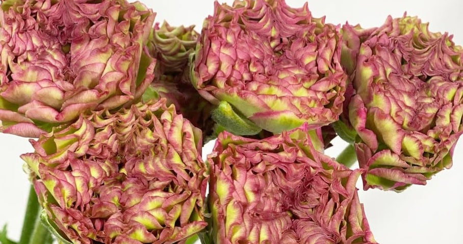 Ranunculus Japan Series Fabien 7 Bulbs