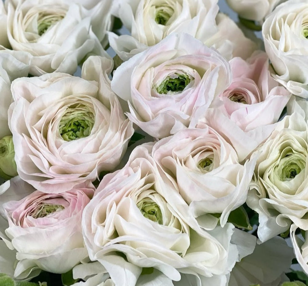 Ranunculus Japan Series Henri 7 Bulbs