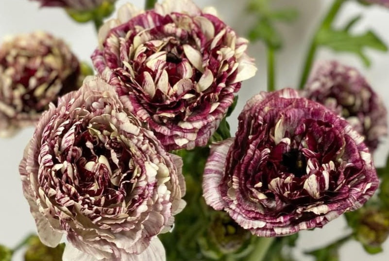 Ranunculus Japan Series Pascal 7 Bulbs