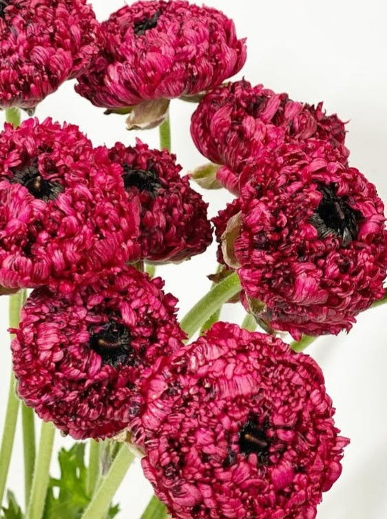 Ranunculus Japan Series Gilles 7 Bulbs
