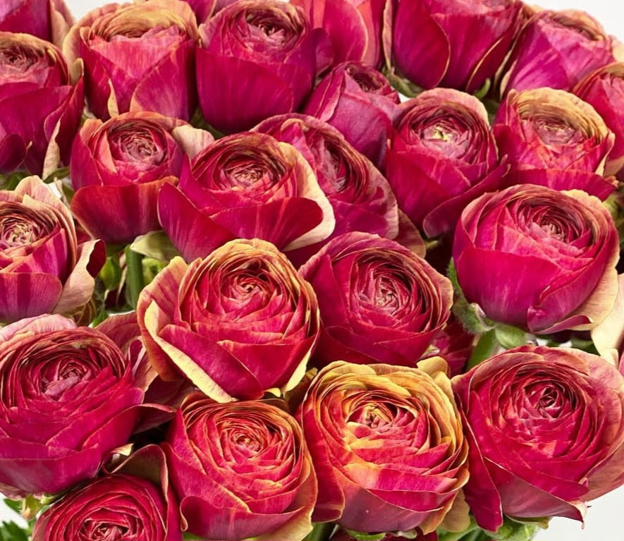 Ranunculus Japan Series Aristide 7 Bulbs