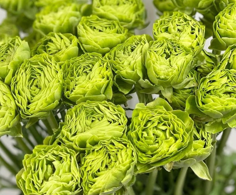 Ranunculus Japan Series Elias 7 Bulbs