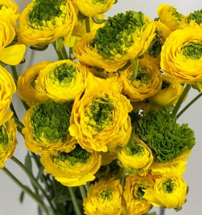 Ranunculus Japan Series Anthelme 7 Bulbs