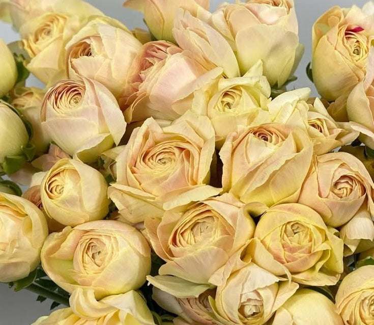 Ranunculus Japan Series Emily 7 Bulbs