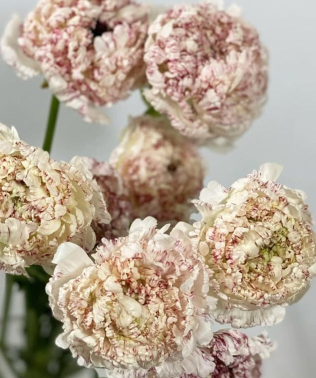 Ranunculus Japan Series Olivia 7 Bulbs
