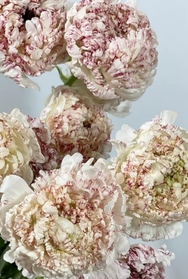Ranunculus Japan Series Olivia 7 Bulbs