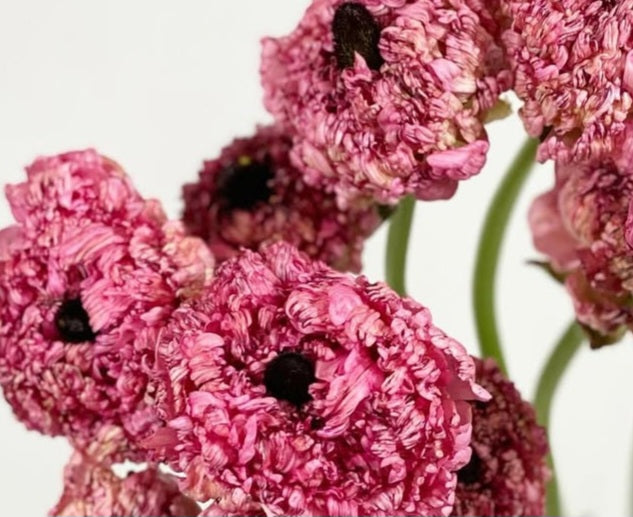 Ranunculus Japan Series Cillian 7 Bulbs