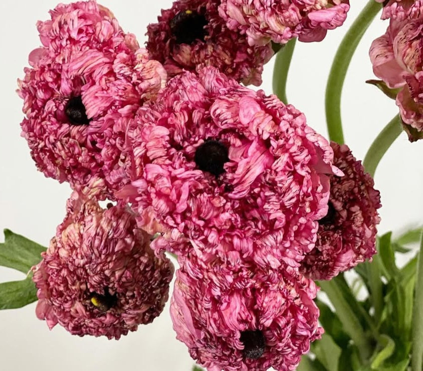 Ranunculus Japan Series Cillian 7 Bulbs