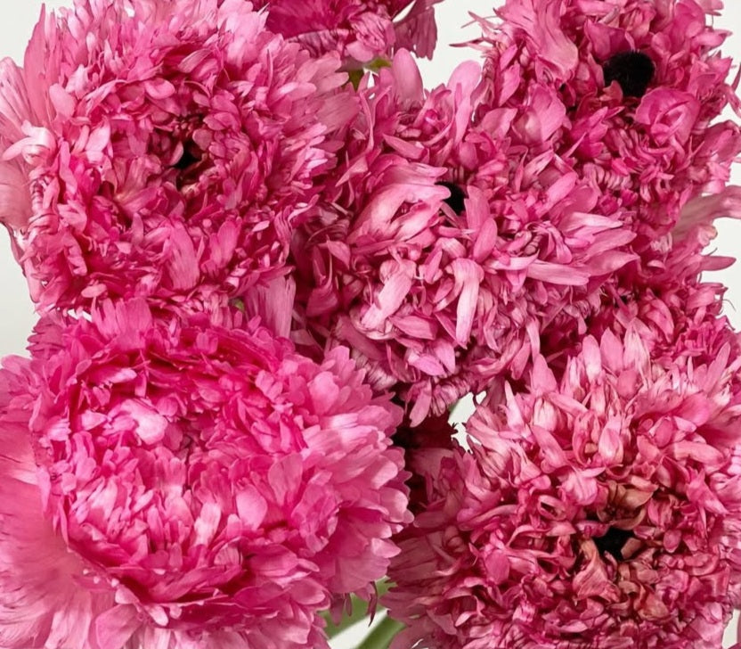 Ranunculus Japan Series Ligia 7 Bulbs