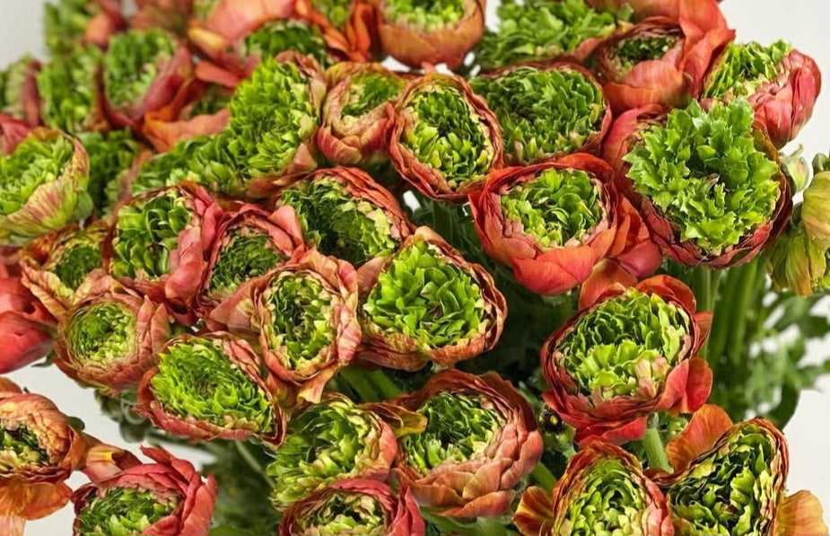 Ranunculus Japan Series Rosa 7 Bulbs