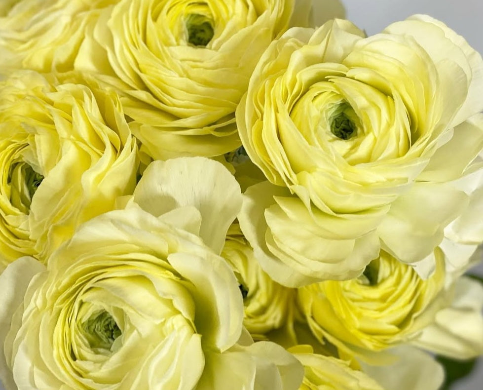 Ranunculus Japan Series Marcia 7 Bulbs