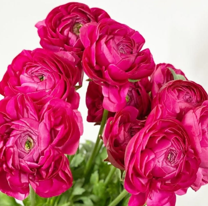 Ranunculus Japan Series Estrella 7 Bulbs