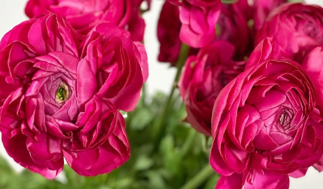 Ranunculus Japan Series Estrella 7 Bulbs