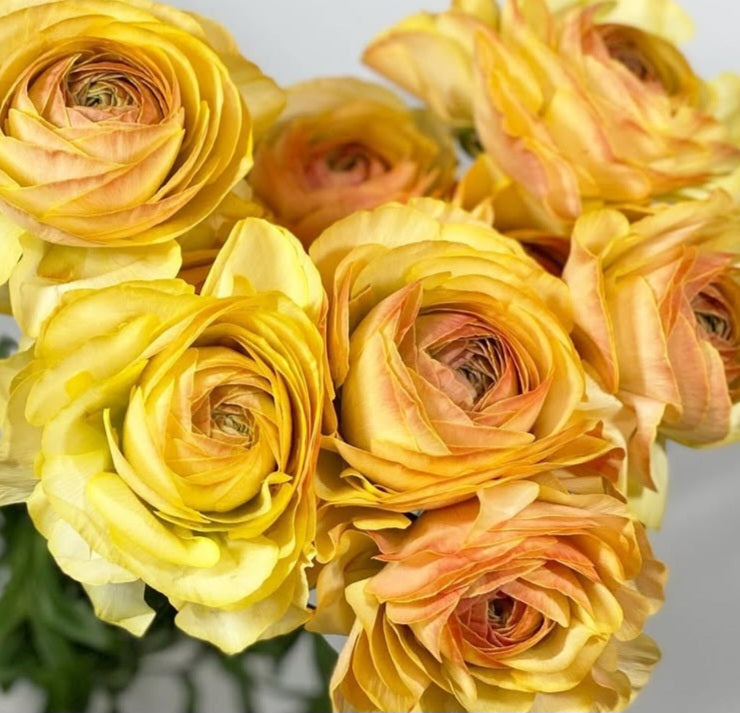 Ranunculus Japan Series Marta 7 Bulbs