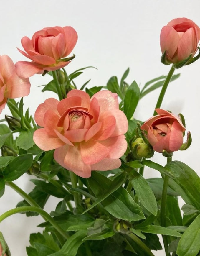 Ranunculus Japan Series Juana 7 Bulbs