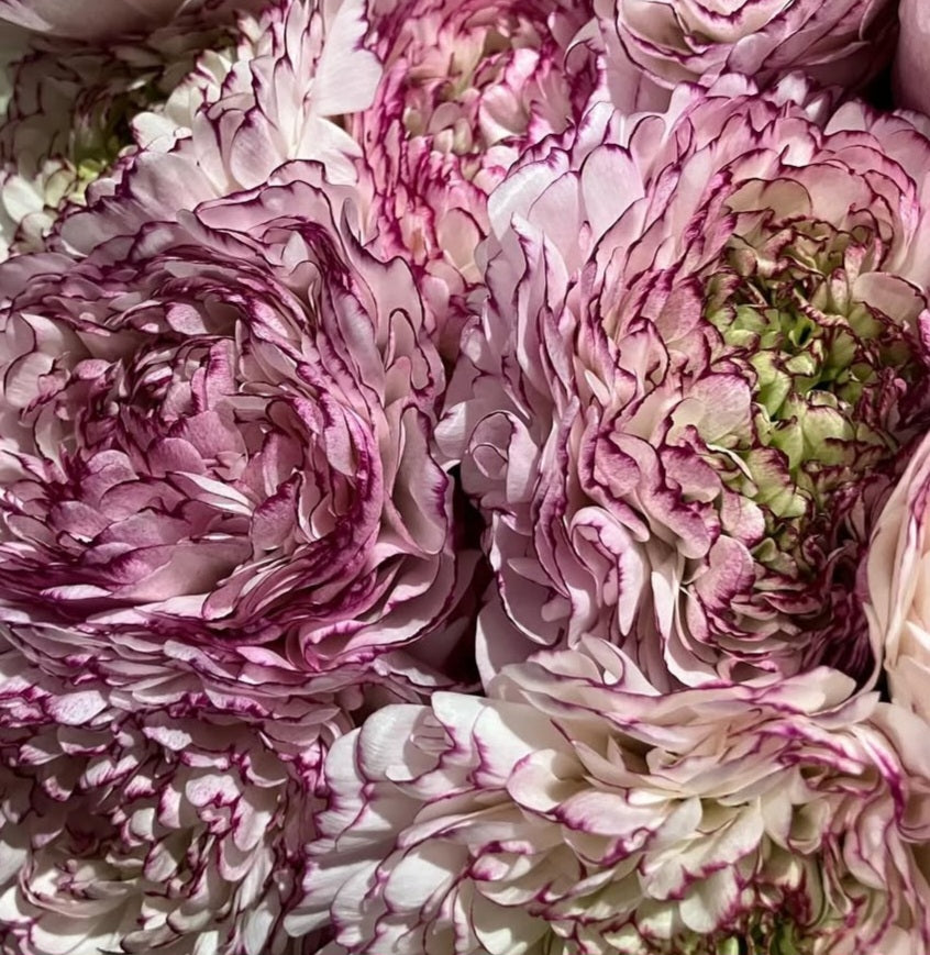 Ranunculus Japan Series Aurora 7 Bulbs