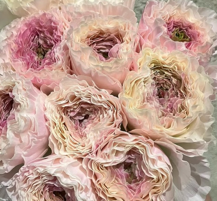 Ranunculus Japan Series Leticia 7 Bulbs