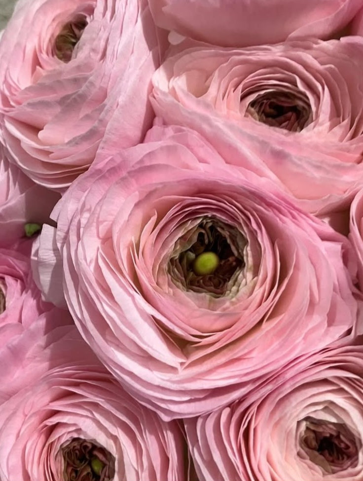 Ranunculus Japan Series Paula 7 Bulbs