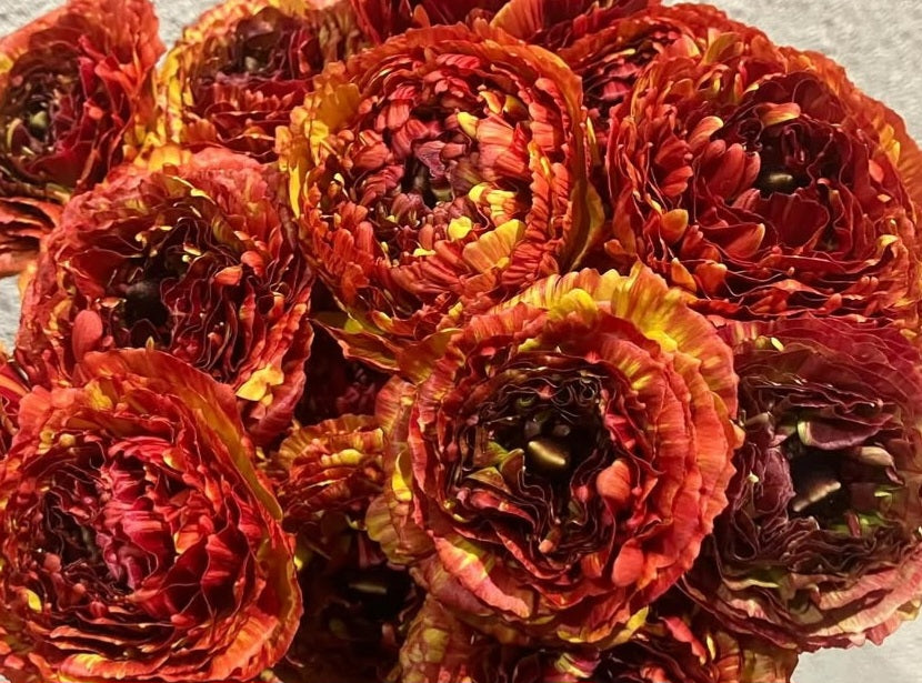 Ranunculus Japan Series Stella 7 Bulbs
