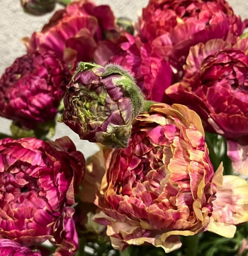 Ranunculus Japan Series Sierra 7 Bulbs