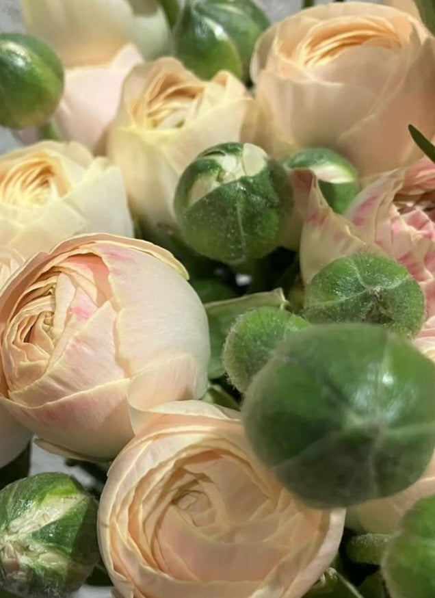 Ranunculus Japan Series Maliah 7 Bulbs