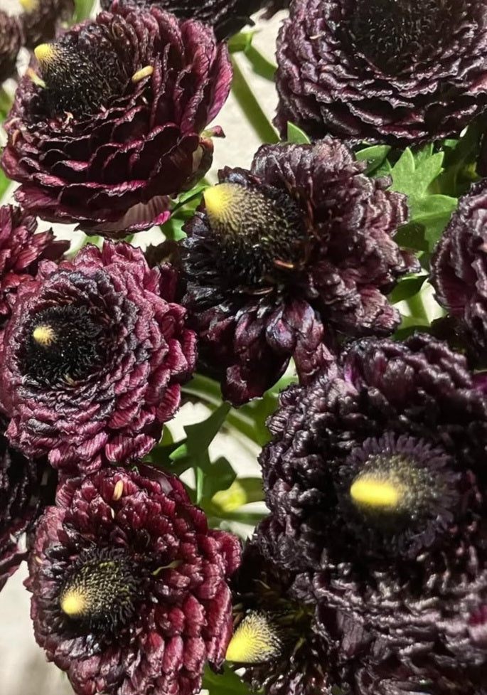 Ranunculus Japan Series Teresa 7 Bulbs