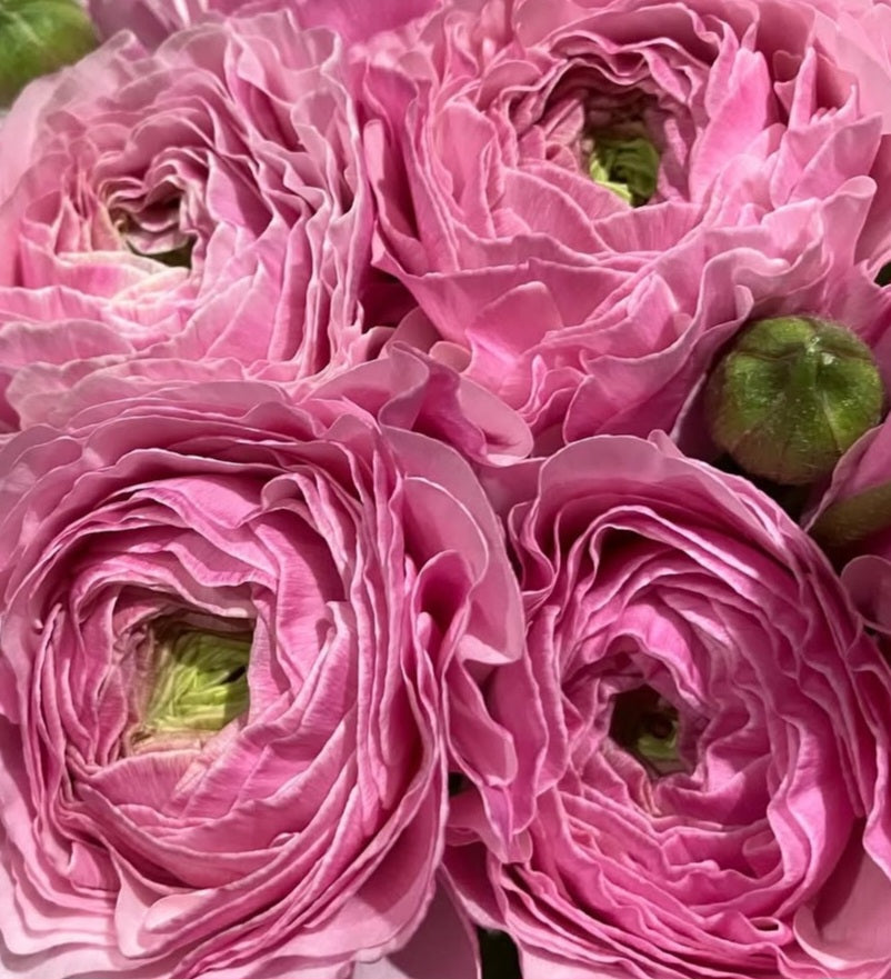 Ranunculus Japan Series Francisca 7 Bulbs