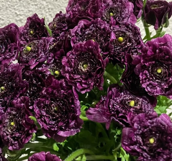 Ranunculus Japan Series Nora 7 Bulbs