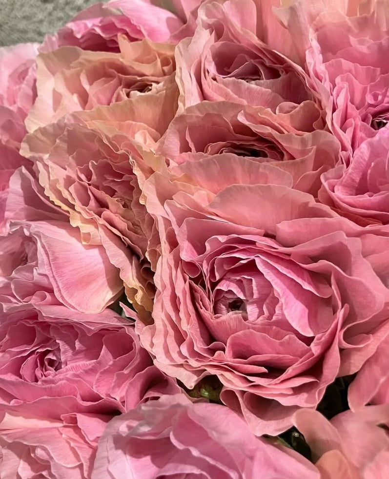 Ranunculus Japan Series Calie 7 Bulbs