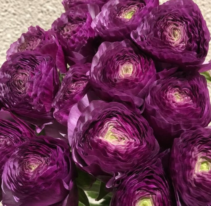 Ranunculus Japan Series Clara 7 Bulbs