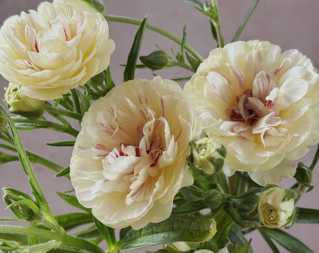 Ranunculus Japan Series Alyson 7 Bulbs