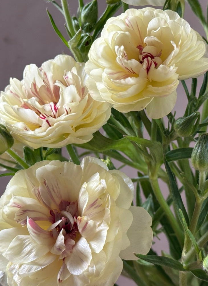 Ranunculus Japan Series Alyson 7 Bulbs