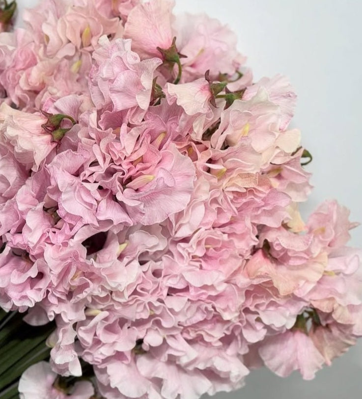 Lathyrus odoratus ( sweet pea ) Japan Series Anselma 20 Seeds