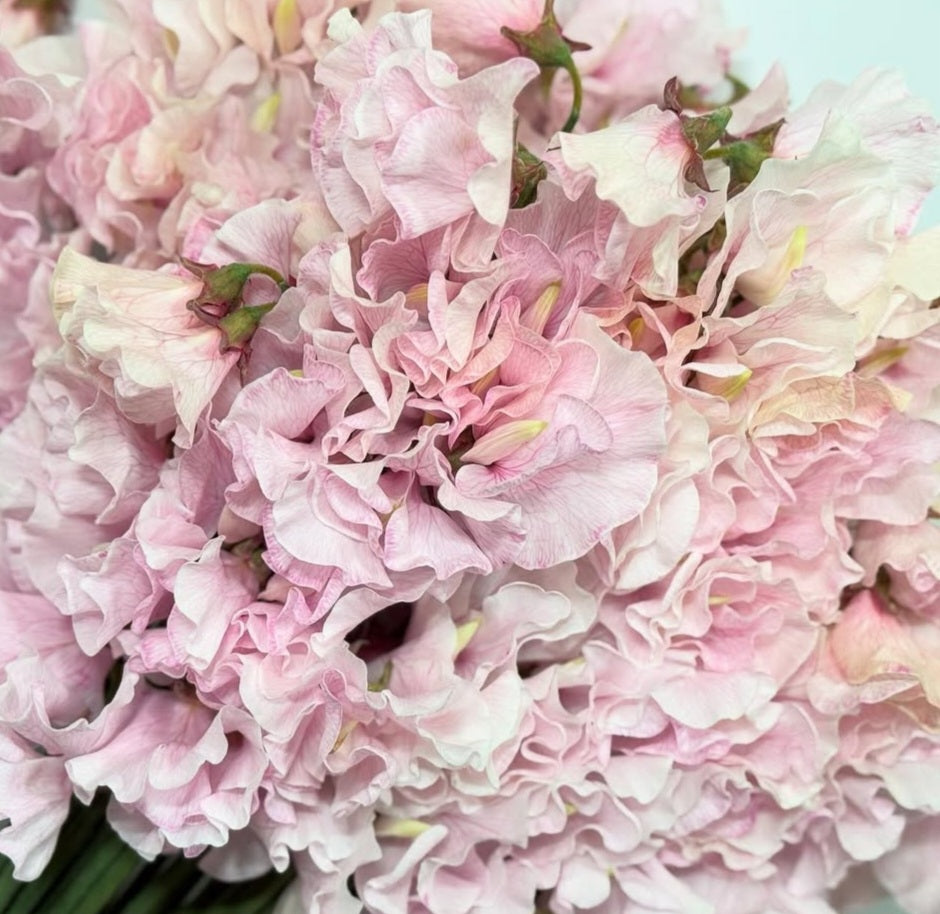 Lathyrus odoratus ( sweet pea ) Japan Series Anselma 20 Seeds