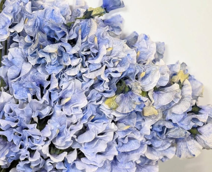 Lathyrus odoratus ( sweet pea ) Japan Series Cinzia 20 Seeds
