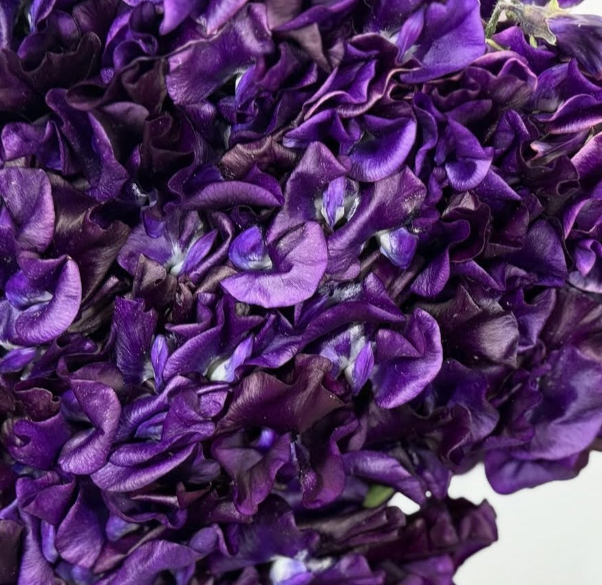 Lathyrus odoratus ( sweet pea ) Japan Series Chiara 20 Seeds