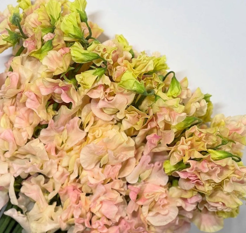 Lathyrus odoratus ( sweet pea ) Japan Series Azzurra 20 Seeds