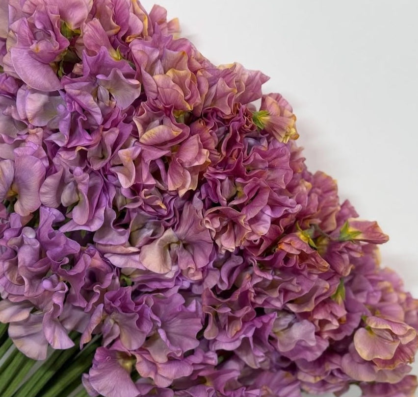 Lathyrus odoratus ( sweet pea ) Japan Series Beatrice 20 Seeds