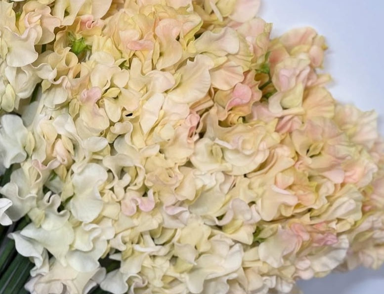 Lathyrus odoratus ( sweet pea ) Japan Series Ginevra 20 Seeds