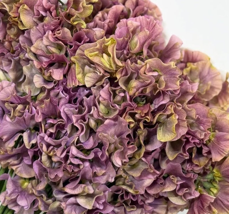 Lathyrus odoratus ( sweet pea ) Japan Series Vittoria 20 Seeds