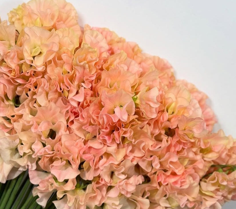 Lathyrus odoratus ( sweet pea ) Japan Series Martina 20 Seeds